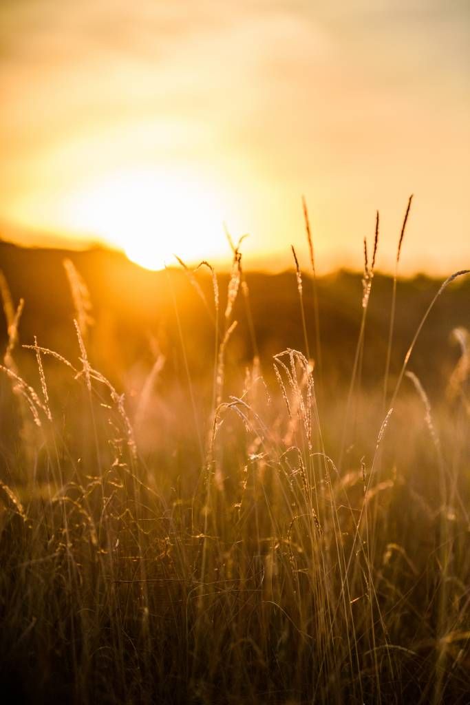 Coucher de soleil entre les grains