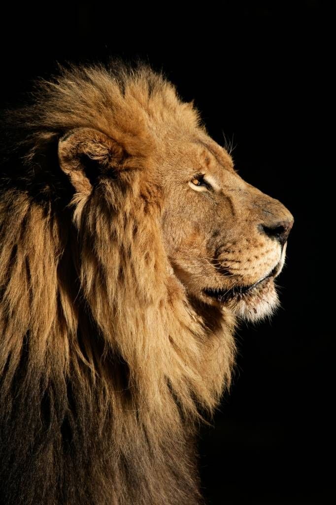 Profil latéral d'un lion