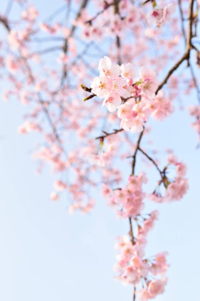 Fleurs japonaises