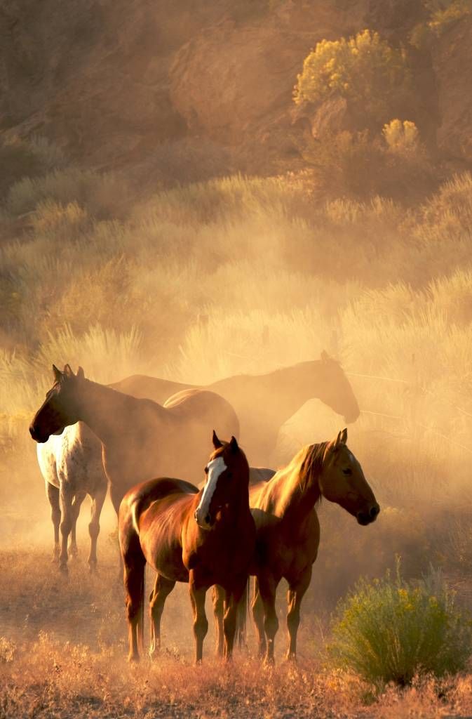 Chevaux au coucher du soleil