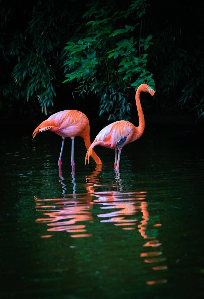 Deux flamants des Caraïbes