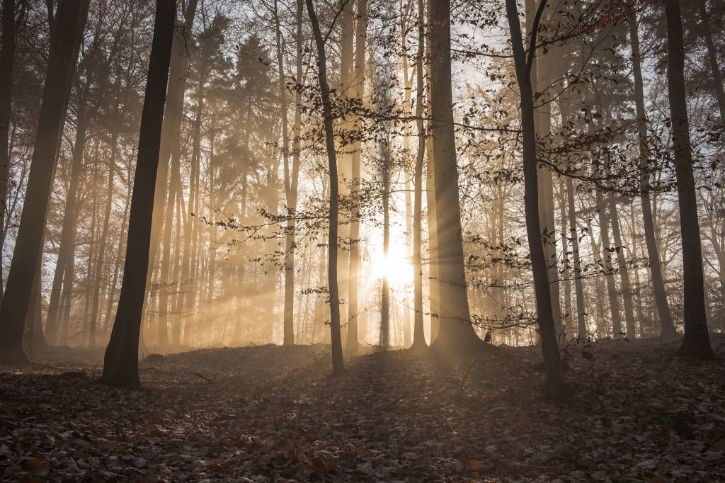 Soleil dans une forêt brumeuse