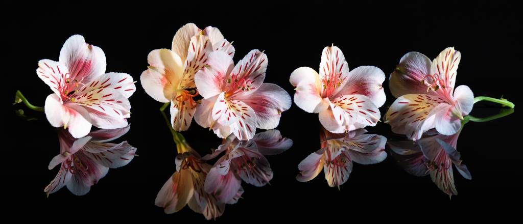 Fleurs d'alstroémère avec reflet