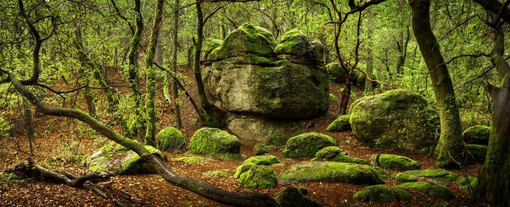 Forêt enchantée