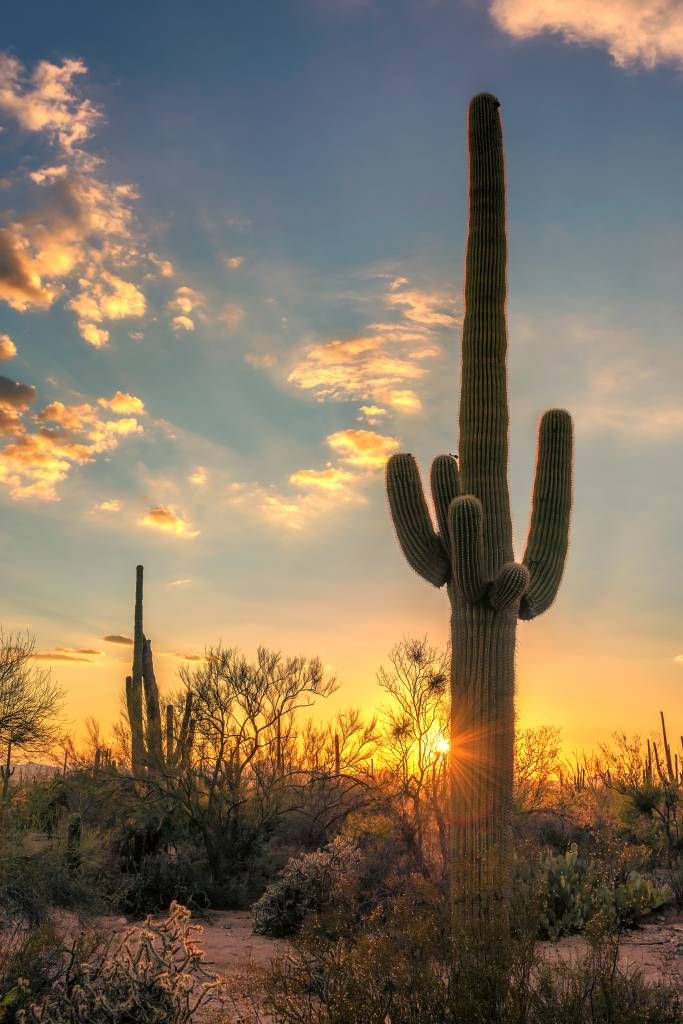 Cactus au coucher du soleil