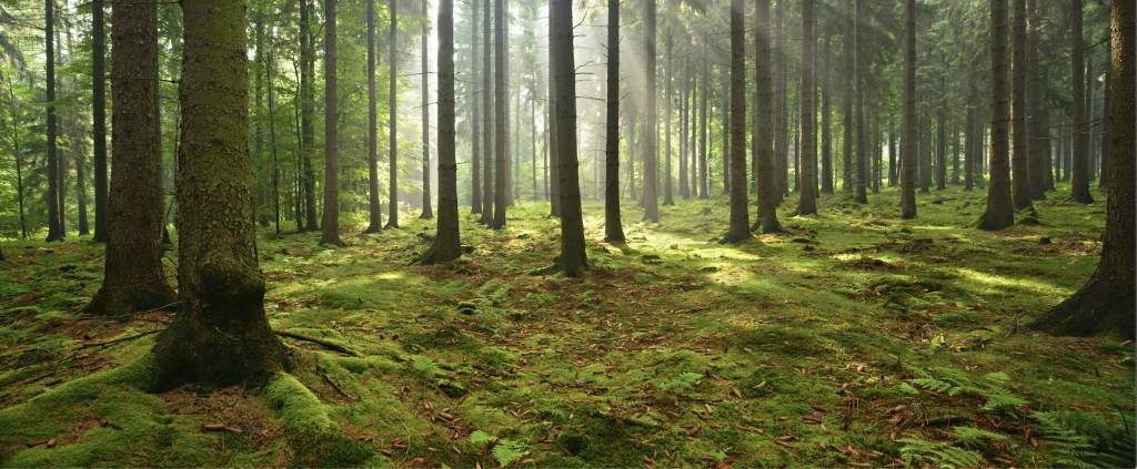 Forêt d'épicéas ensoleillée