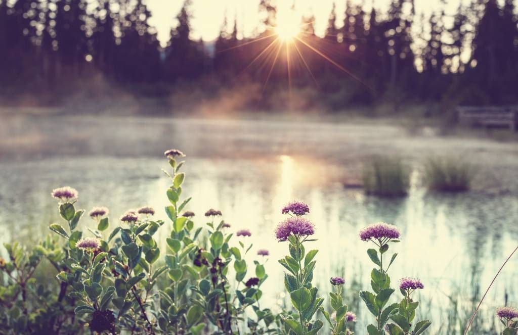 Lac d'évaporation avec des fleurs