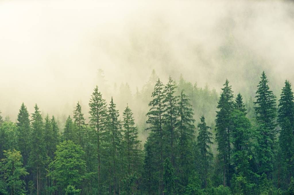 Les pins dans le brouillard
