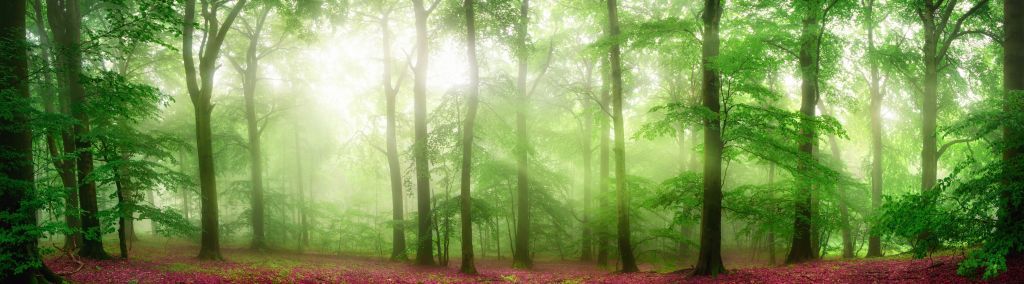 Panorama de forêt verte