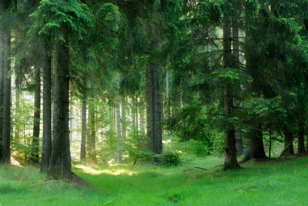 Forêt de conifères verts