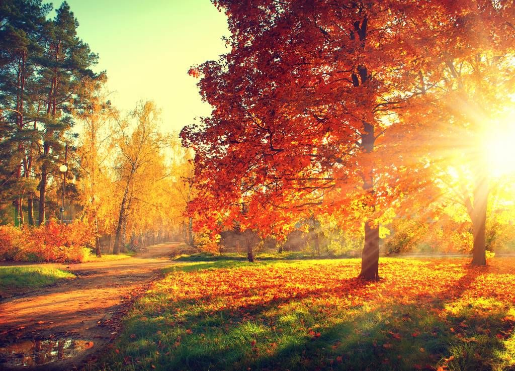 Arbres d'automne au soleil