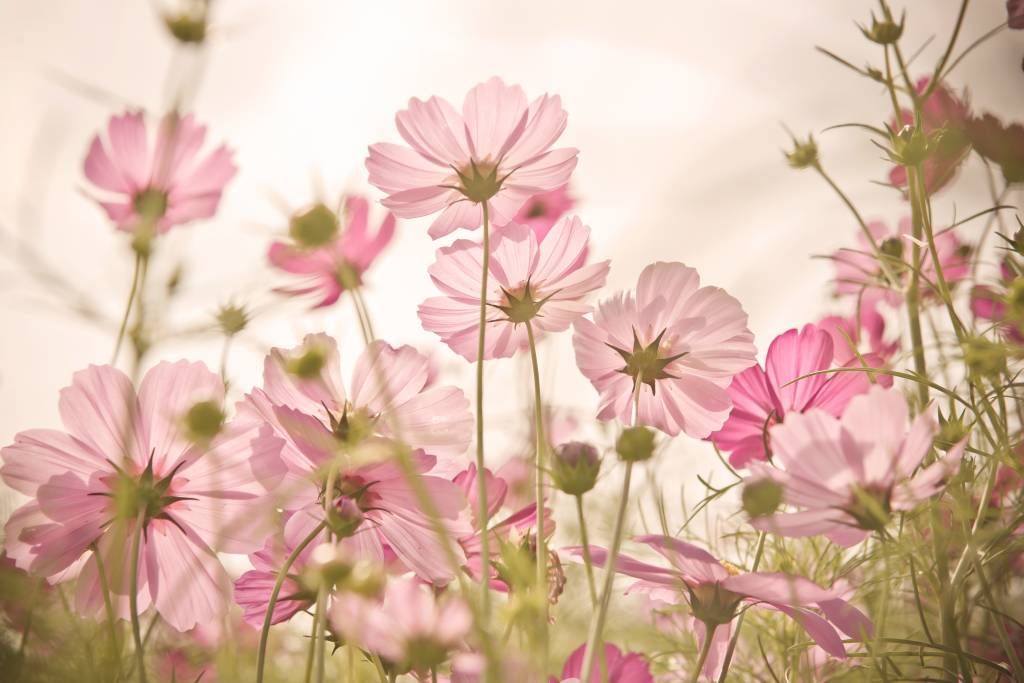 Magnifique jardin fleuri