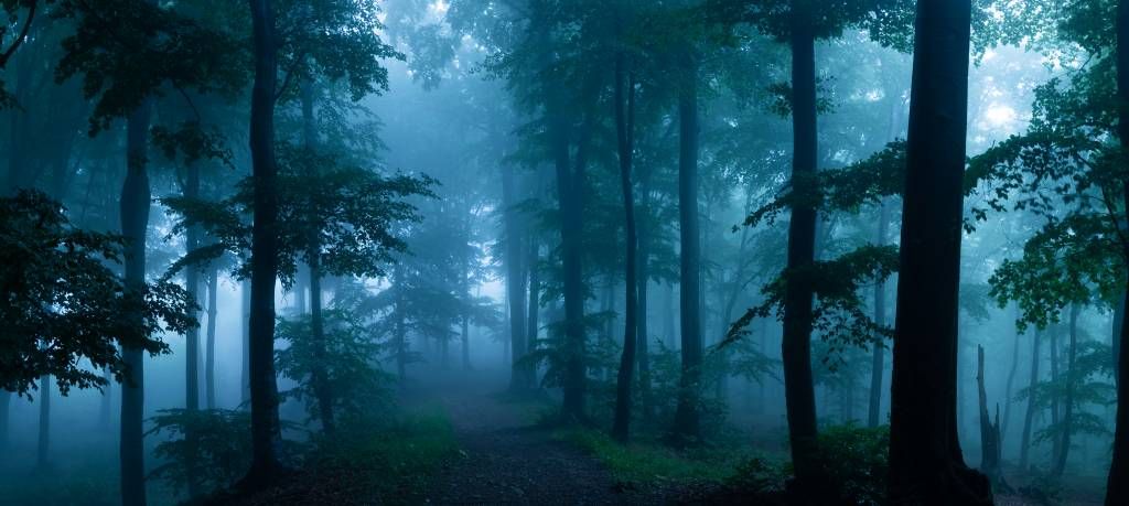 Forêt nébuleuse