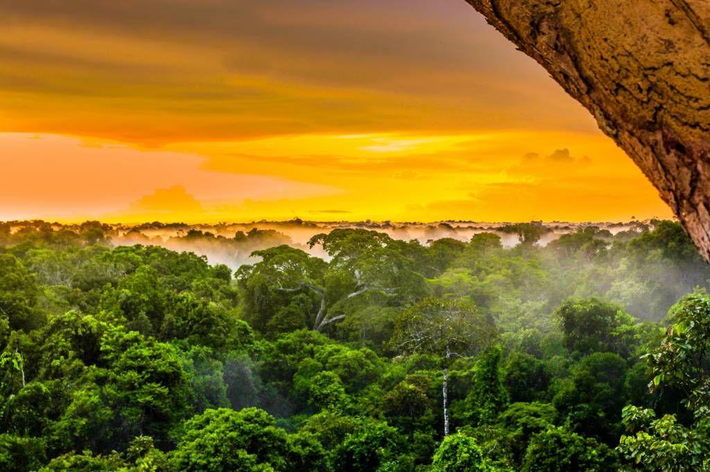 Forêt tropicale au Brésil