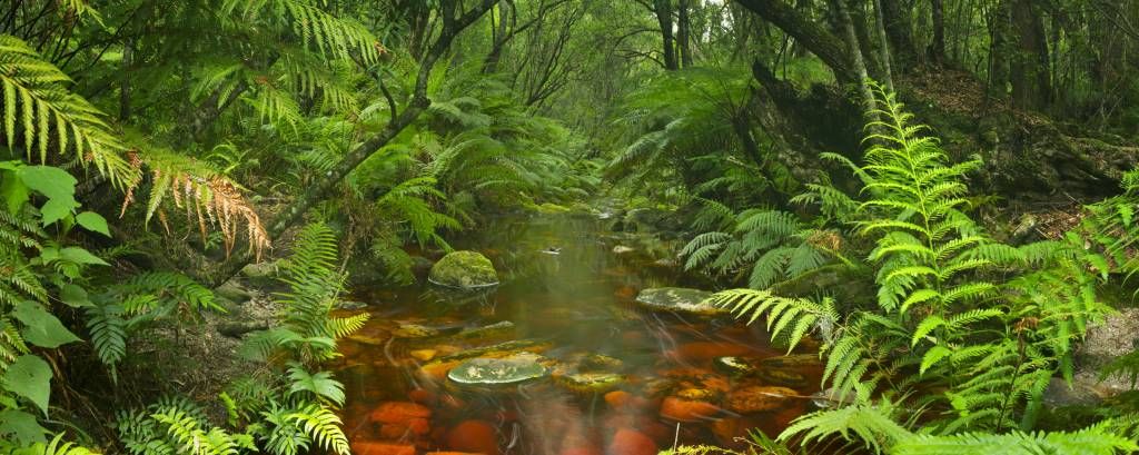 Rivière dans la forêt tropicale