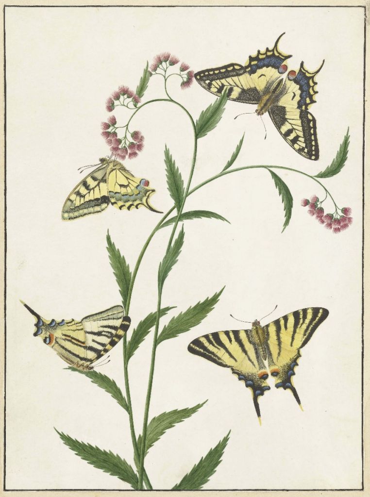 Quatre papillons sur des fleurs, Paulus Knogh