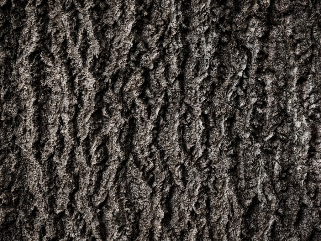 Écorce d'arbre, noir et blanc