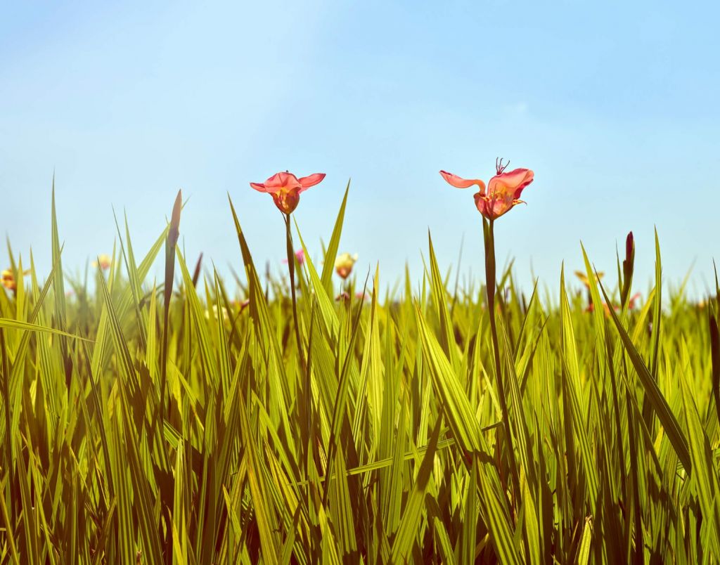 Champ de fleurs