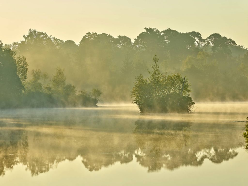 Nébuleuse au-dessus d'un lac forestier