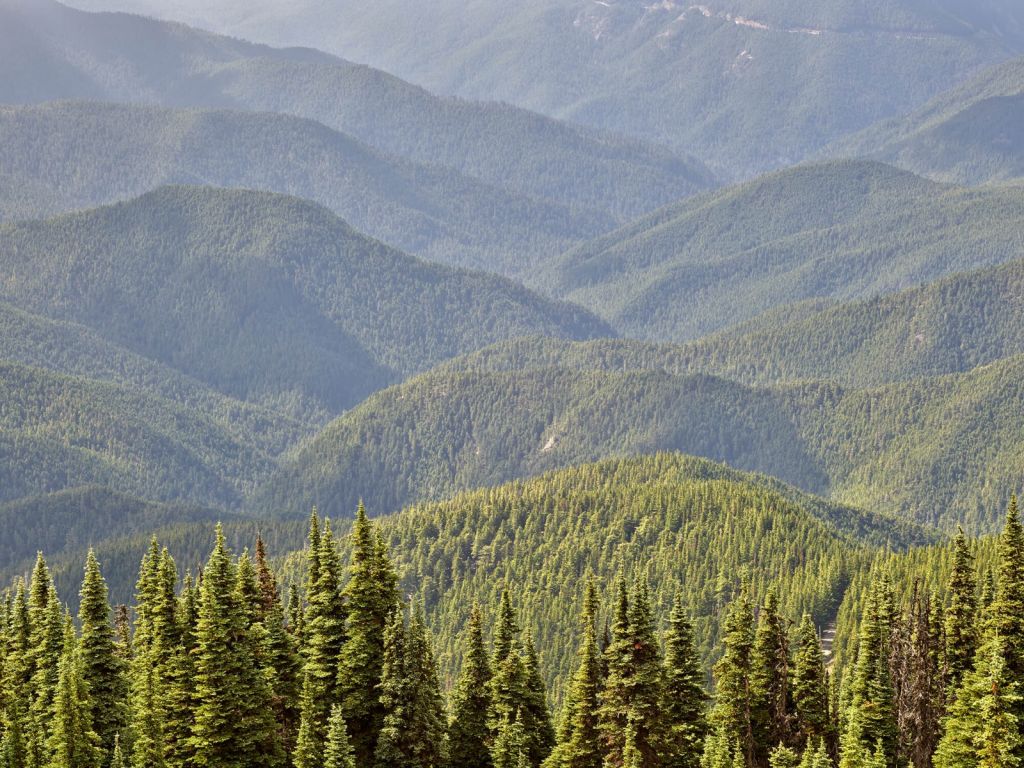 Montagnes arborées