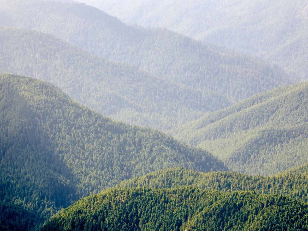 Montagnes avec forêt