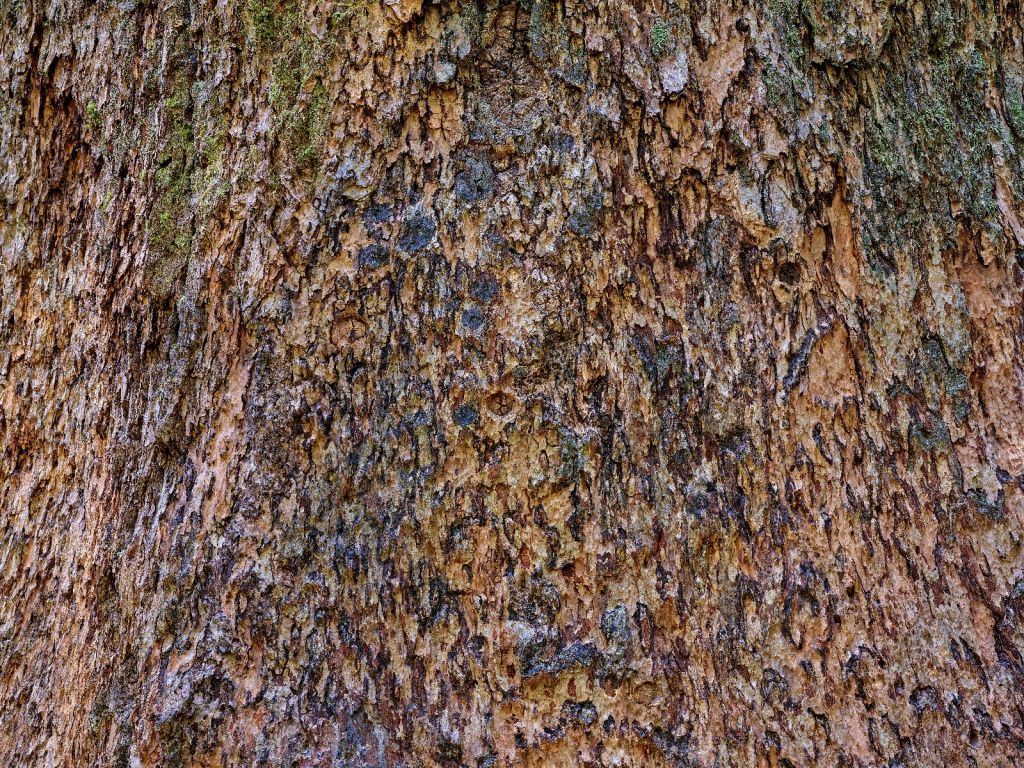 Écorce d'arbre marron