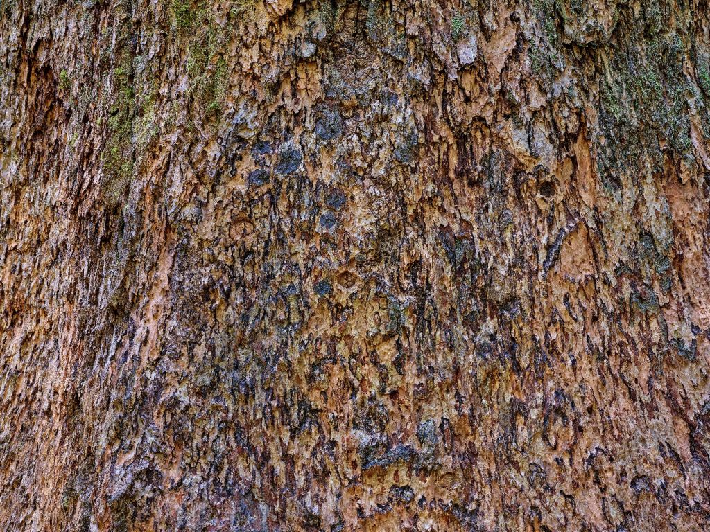 Écorce d'arbre marron