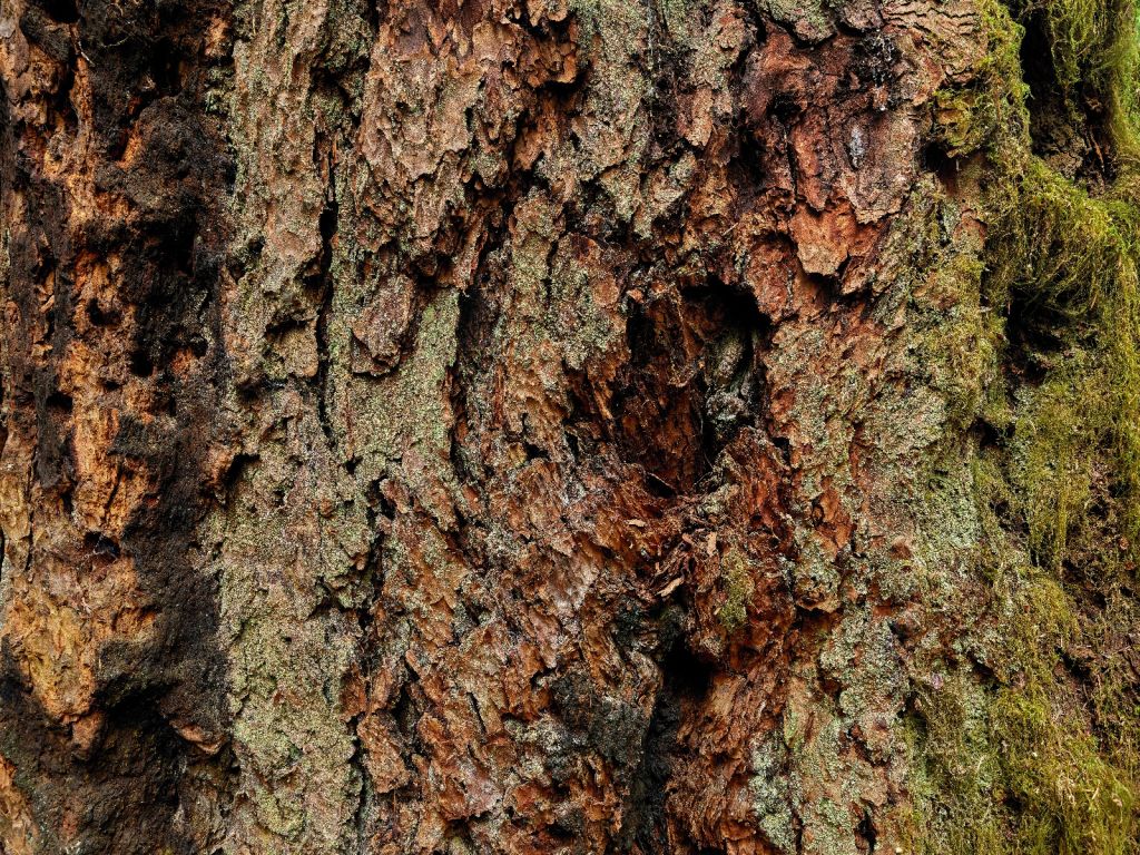 Écorce d'arbre vieil arbre