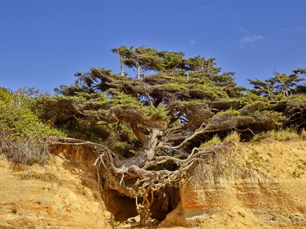 Arbre de vie