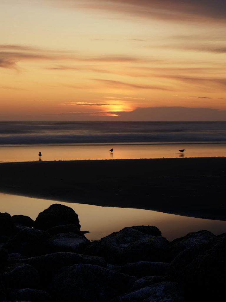 Oiseaux au coucher du soleil