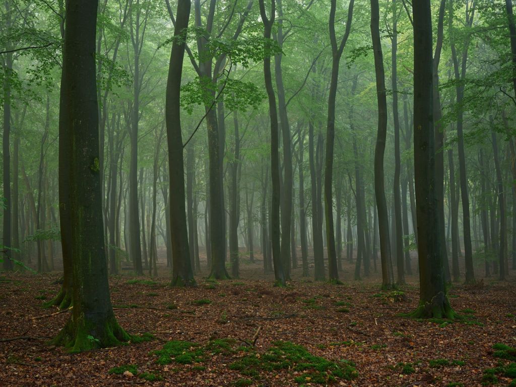 Brouillard dans la forêt