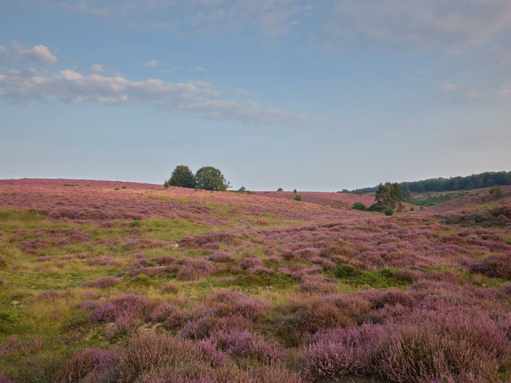 Bruyère à fleurs