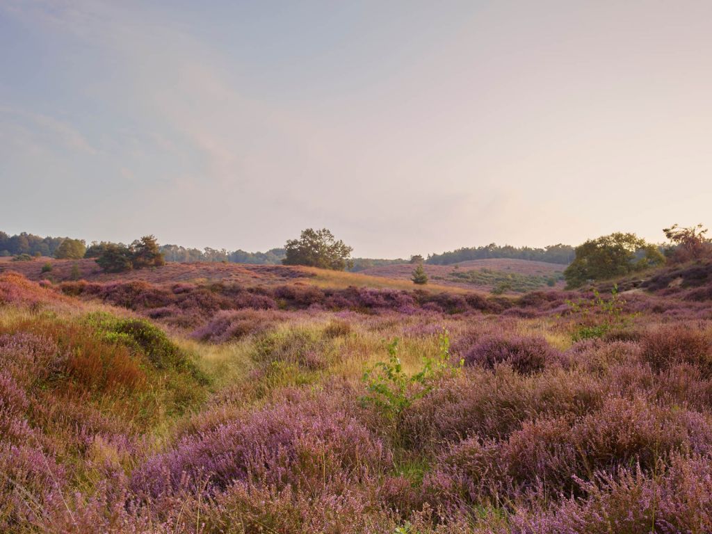 Landes au lever du soleil