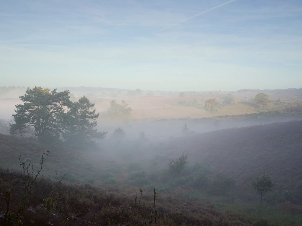 Brouillard sur la bruyère