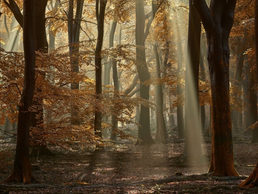 Couleurs d'automne dans la forêt