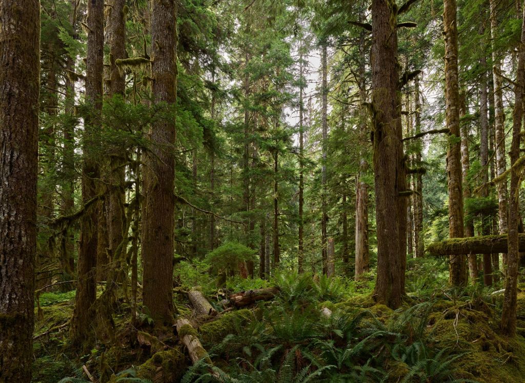 Forêt verte sauvage