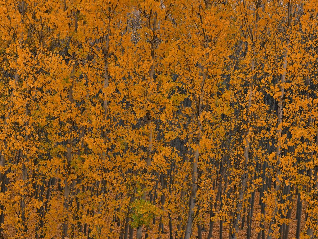 Forêt de peupliers