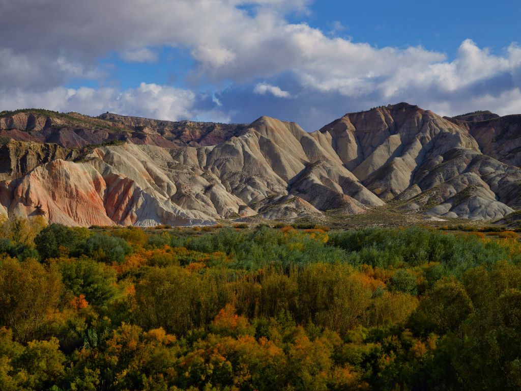Forêt colorée avec des montagnes ensoleillées