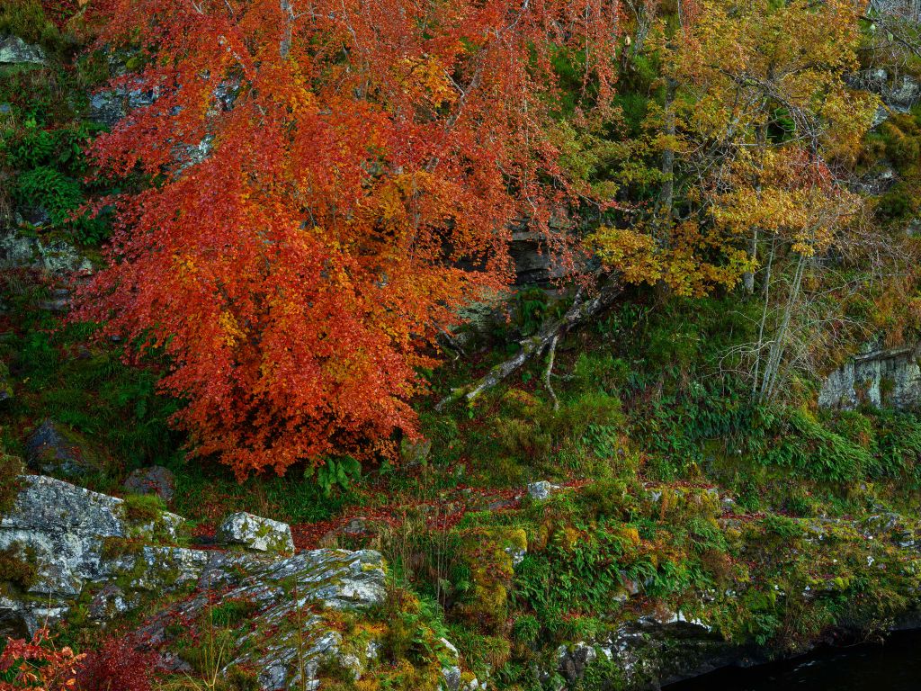 Mur d'automne