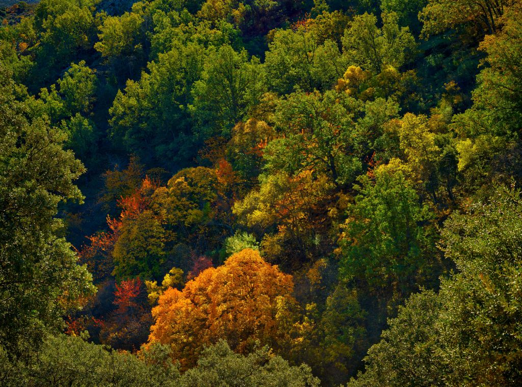 Couleurs d'automne sur une montagne