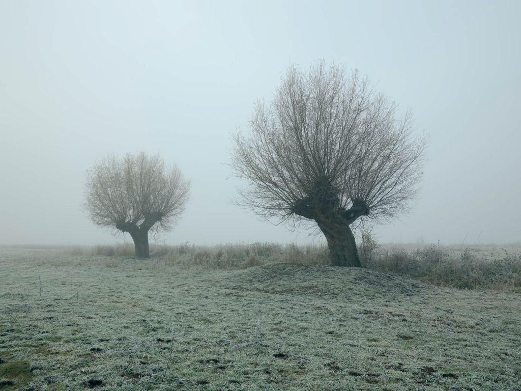 Les saules de Pollard dans le brouillard