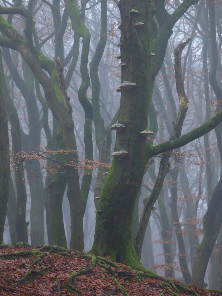 Arbre avec champignons