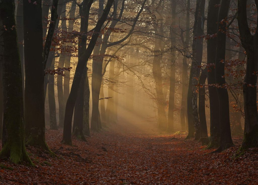 Mystérieuse forêt d'automne