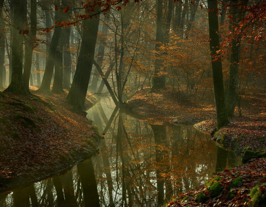 Rivière à travers la forêt