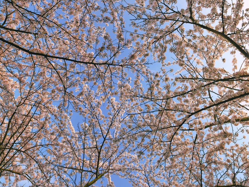 Des branches fleuries en pleine floraison