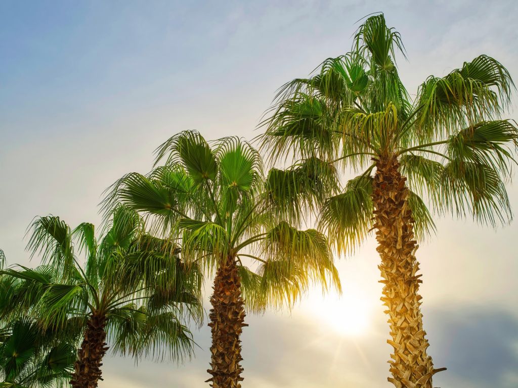 Des palmiers au soleil