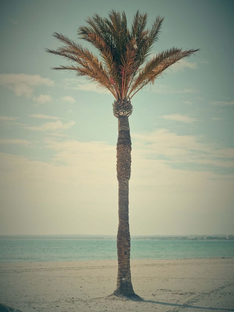 Vieux palmier