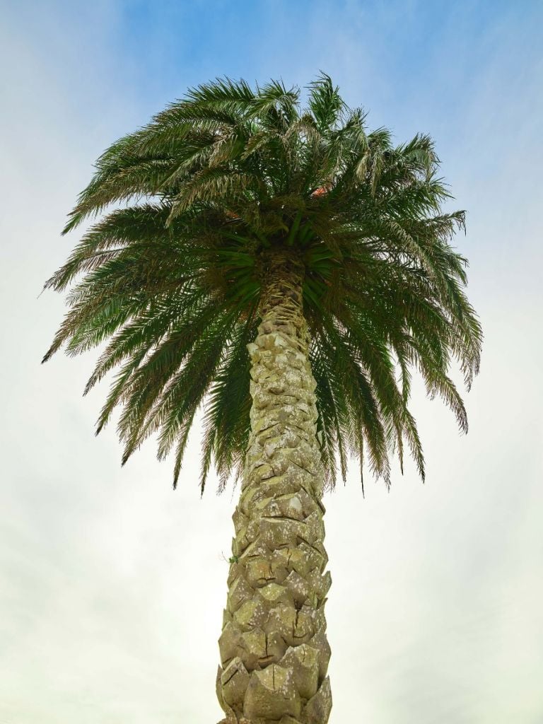 Palm