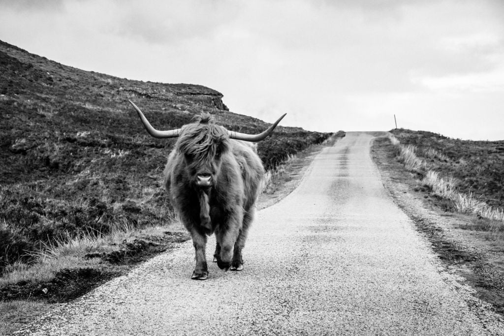 Le Highland écossais sur la route