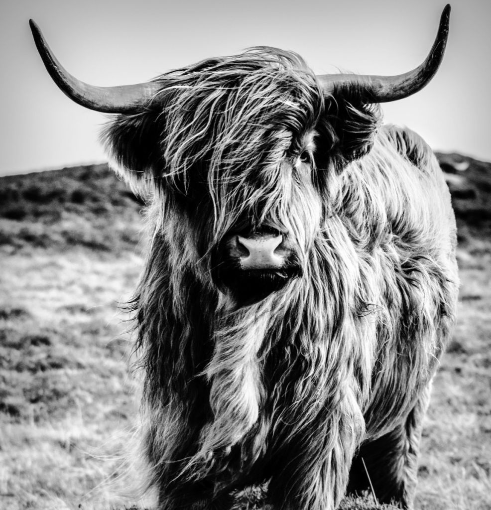 Le Highland écossais en noir et blanc